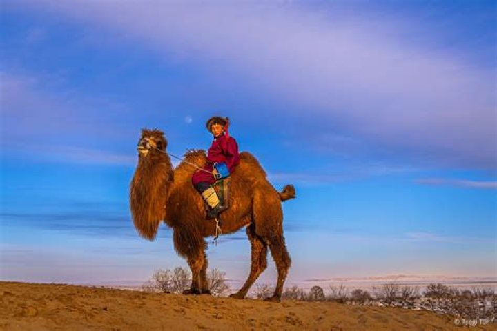 The King of the Gobi Wild Camel Portrait The Wild Camel Protection