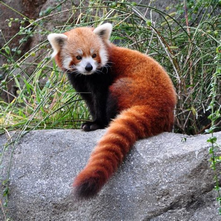 The Red Panda Endangered Cosmetics