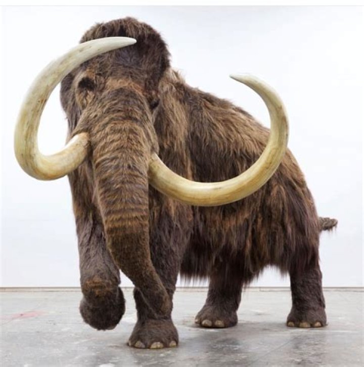 the wooly mammoth is standing with its long tusks on it's back legs