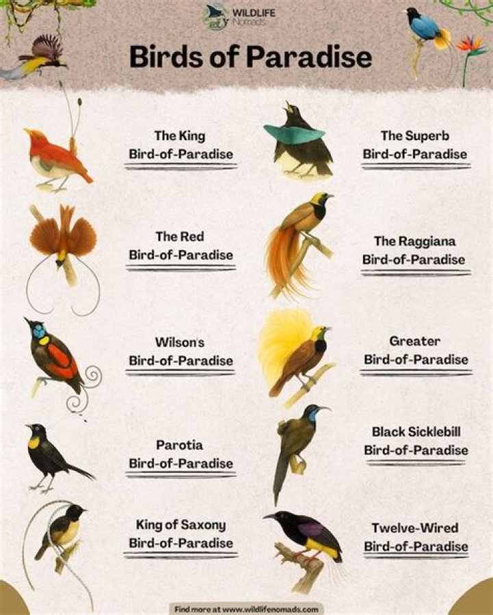 These birds hold the title of the largest flying bird in the world considering its weight and wingspan