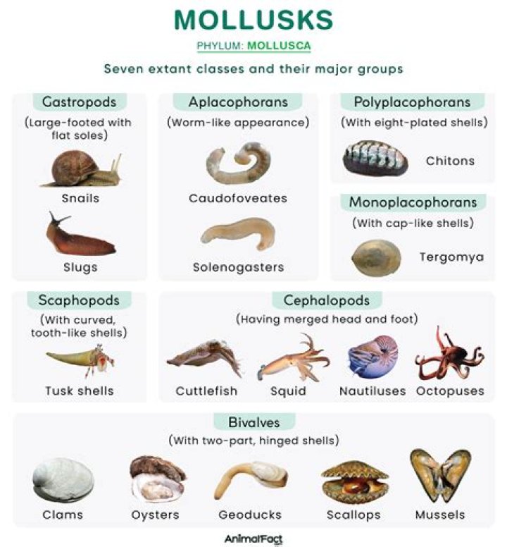 these mollusks possess potent venom.