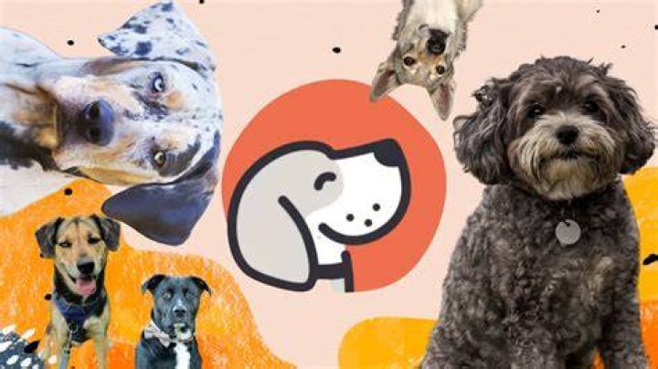 These New Dog CrossBreeds Don&rsquo;t Look Real, But Are Golden retriever