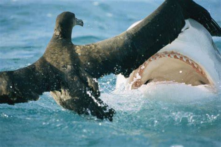 This Male Shark Was Eaten By His Female Sand Tiger Shark Roommate