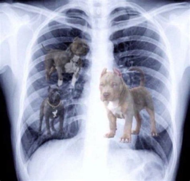 Three dogs! Got That Dog In Him Know Your Meme