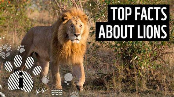 Top 10 Astonishing Facts About Lawrence Wong Discover Walks Blog