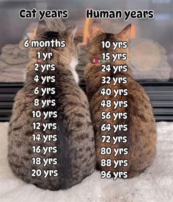 Top 10+ How Old Are Stacey And Darcey Must Read