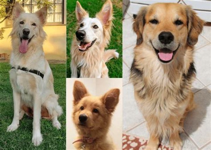 Top 21 Lovable Golden Retriever Mixes For All Types of Households