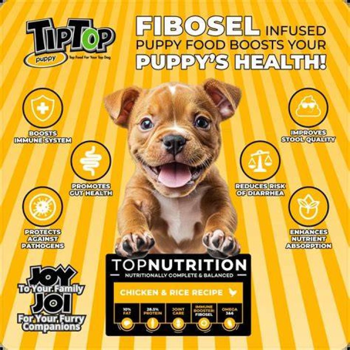 Top Puppy Stuff for Norwegian Elkhound Norwegian elkhound, Elkhound