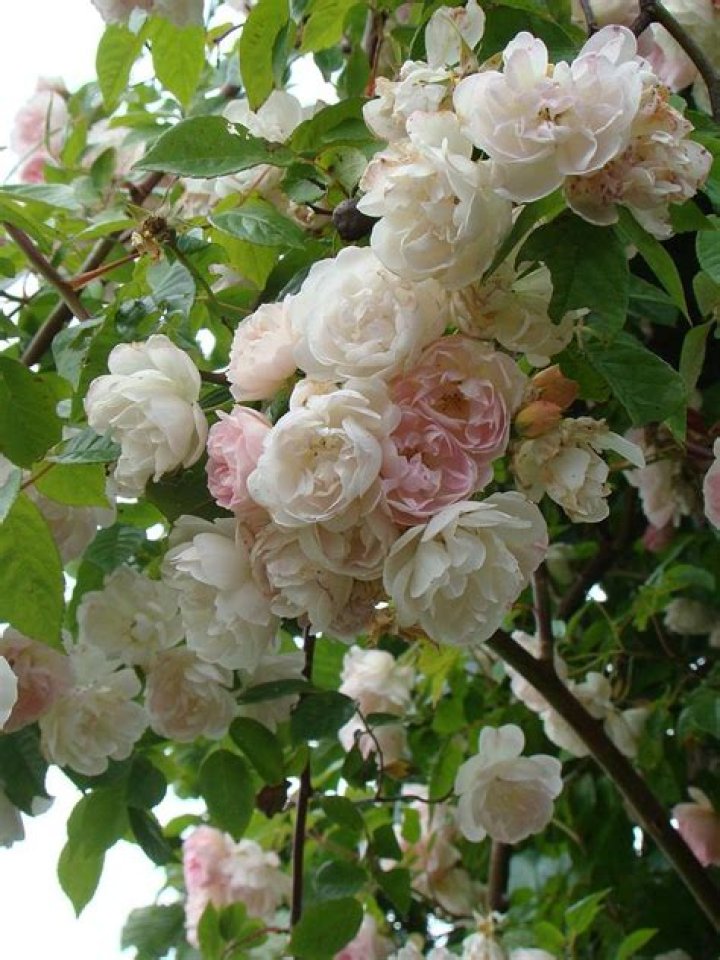 Treasure Trove Lens Roses
