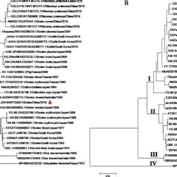tree of AKAV based on the CDS of the S (A) and M (B