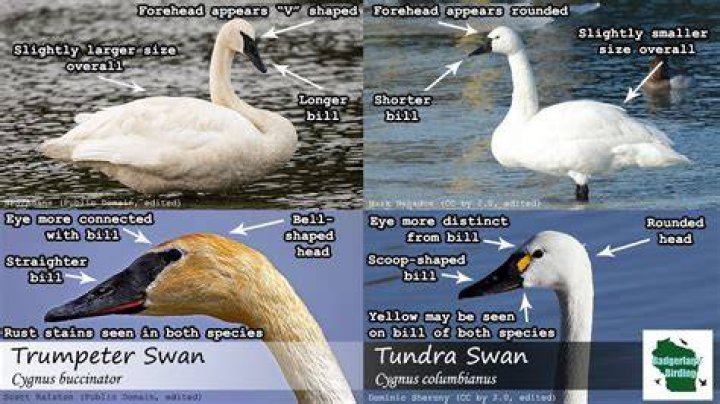 Trumpeter swan claims the title of the largest waterfowl and surpasses most others on this list in terms of weight.