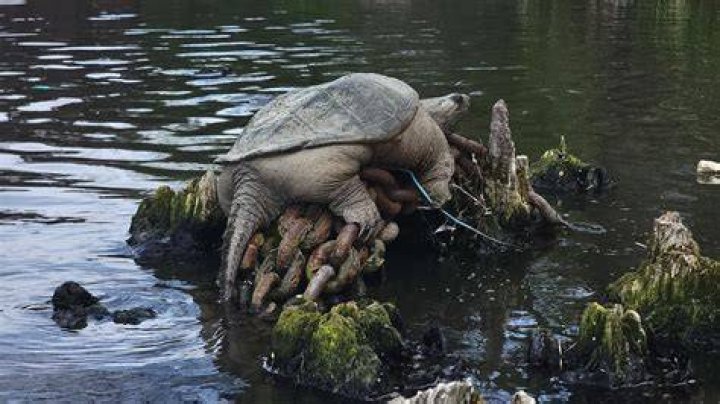 turtle, snapping turtle, snapping, large, body, walking, closeup, angry