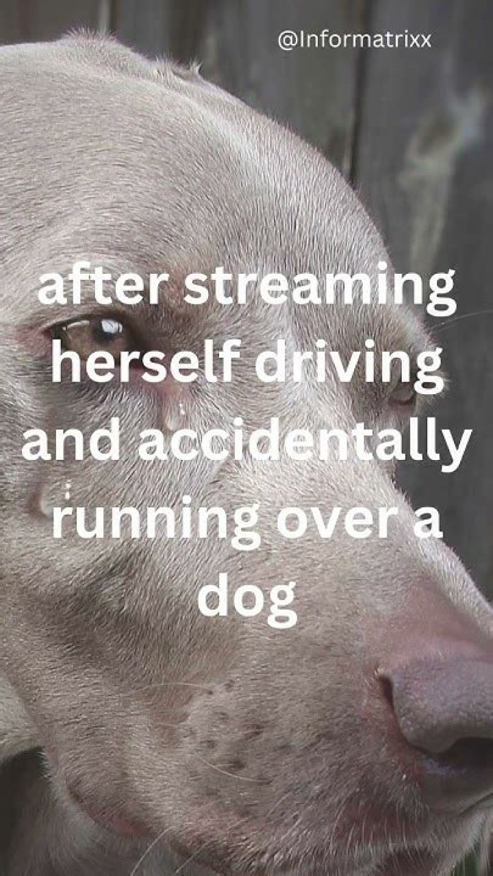 Twitch Streamer Runs Over Dog The Incident Sparked Debate