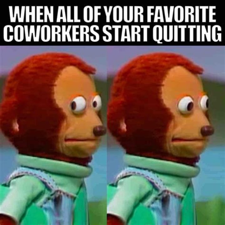 Two Faced Coworkers All About Cow Photos