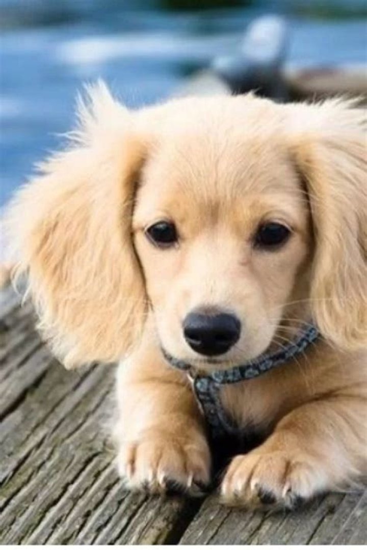 Ultimate Guide to Golden Weiner Dog