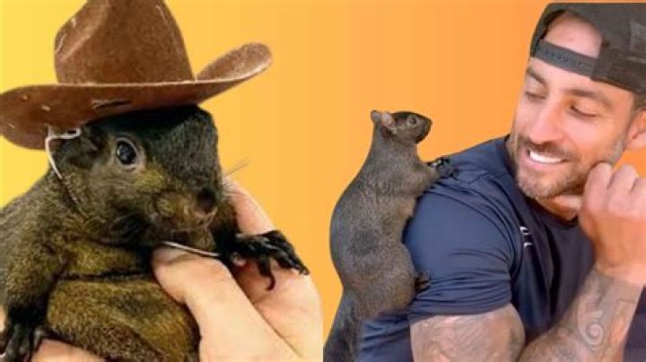 Ultimate Hammy & Olivia TikTok Videos 2022 New Hammy and Olivia
