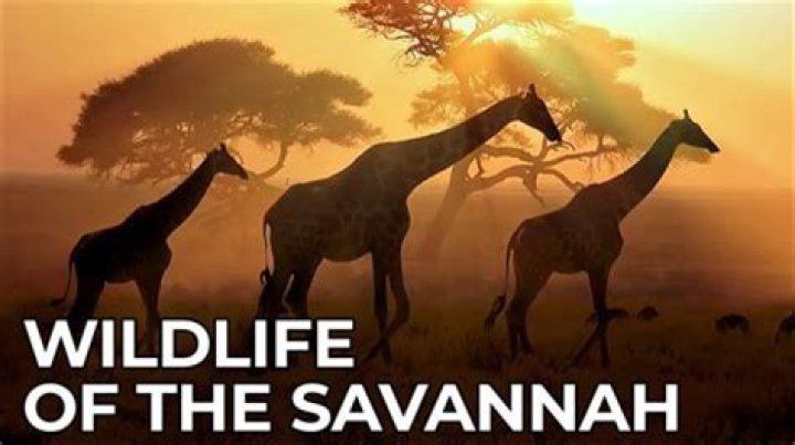 Uncover The Multifaceted World Of Savannah Seagal: Discoveries And Insights