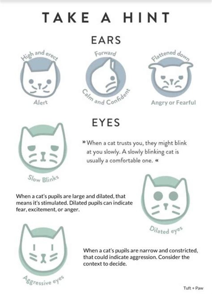 Understand Cat Language Better With These Funny Illustrations Cat