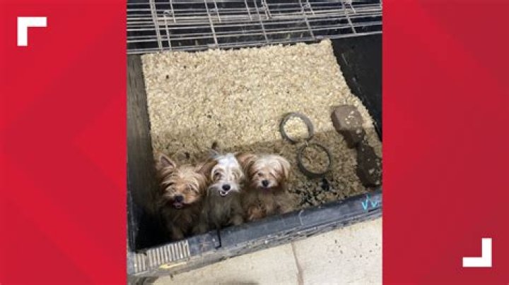 Unleash The Secrets Of Lancaster Puppies: Discover Their Enchanting World