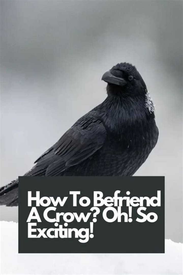 Unlock the secrets of befriending crows! Dive into the mesmerizing