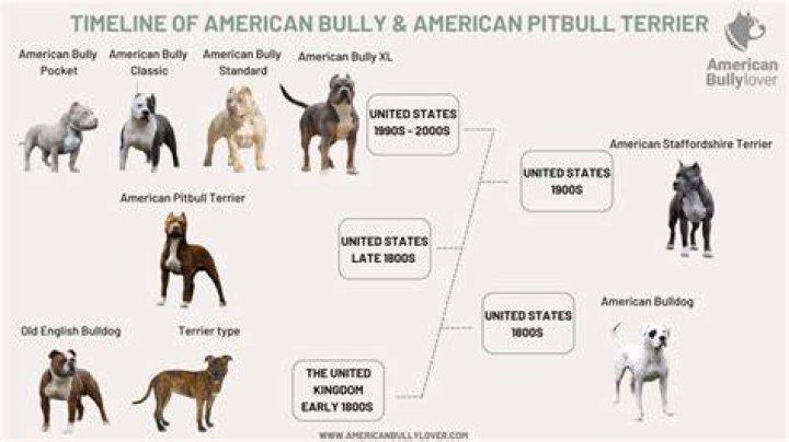 Unlock The Secrets Of The Pitbull Barbara Alba: A Comprehensive Guide