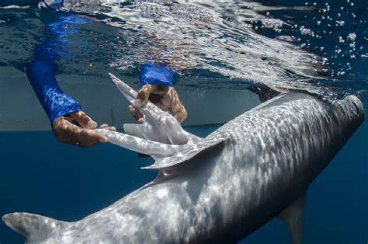 Unraveling The Mysteries Of Female Sharks