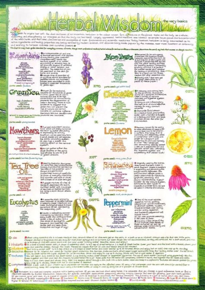 Unveil The Herbal Wisdom Of David Winston: Discoveries And Insights