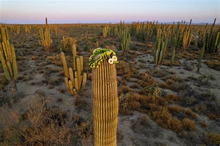 Unveil The Secrets Of Desert Oases: Cacti And Camels