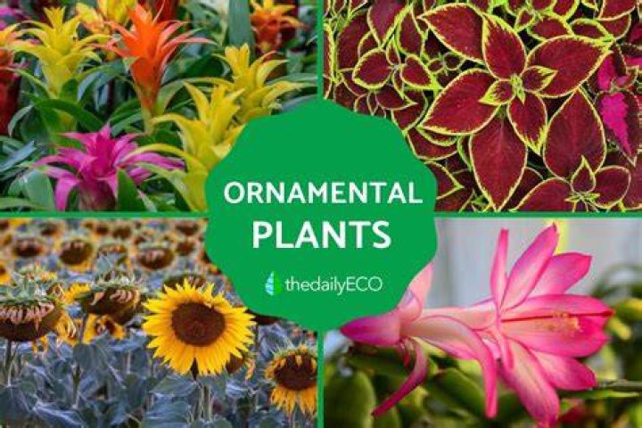 Unveiling Its Ecological And Ornamental Wonders