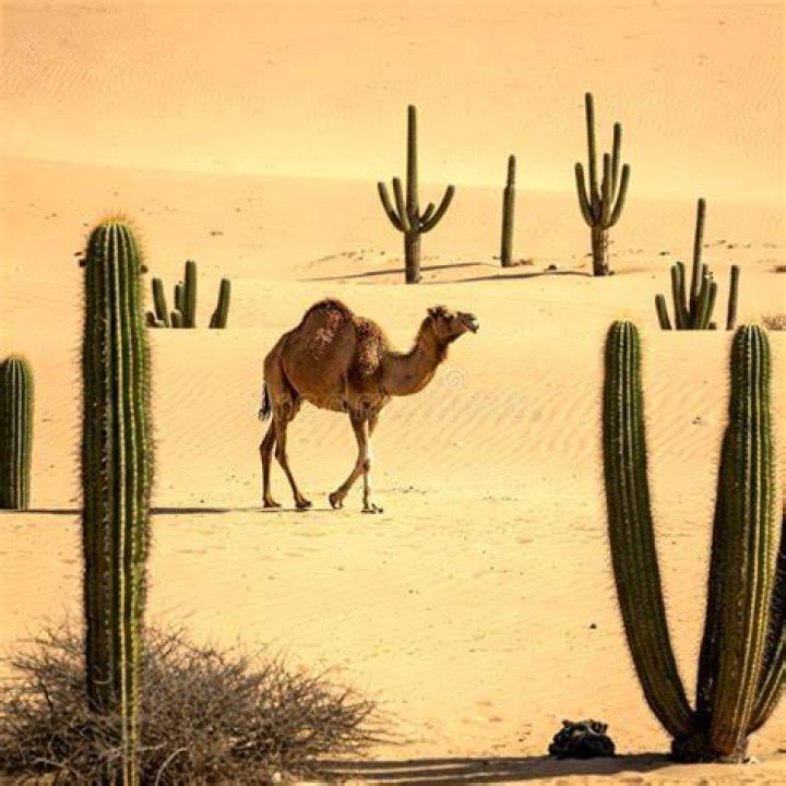 Unveiling Nature's Secret: The Astonishing Camel-Cactus Connection