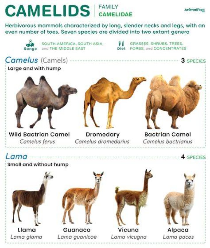 Unveiling The Culinary World Of Camels