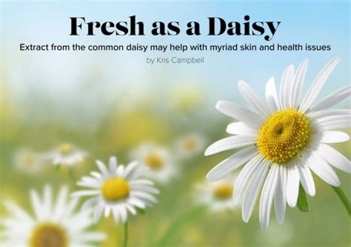 Unveiling The Freshness Of The "Fresh Like A Daisy" Meme: Discoveries And Insights Await