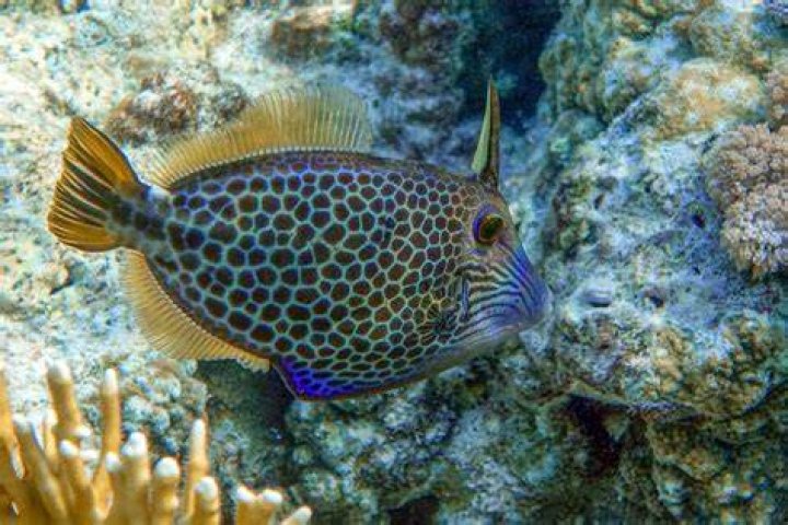 Unveiling The Honeycomb Fish Price Enigma: Discoveries And Insights