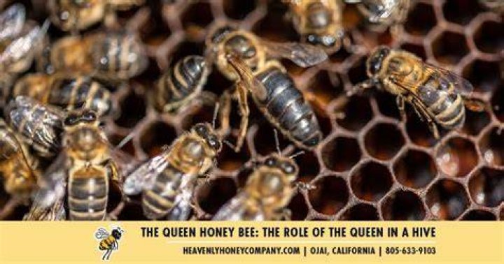 Unveiling the Personal Life of the Queen Bee ·