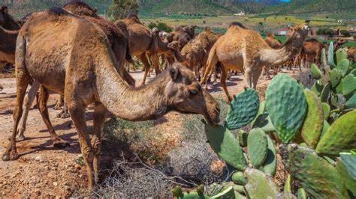 Unveiling The Secrets Of Camels Eating Cactus: Discoveries And Insights