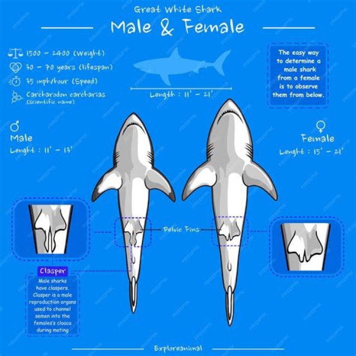 Unveiling The Secrets Of Female And Male Sharks: Discoveries And Insights