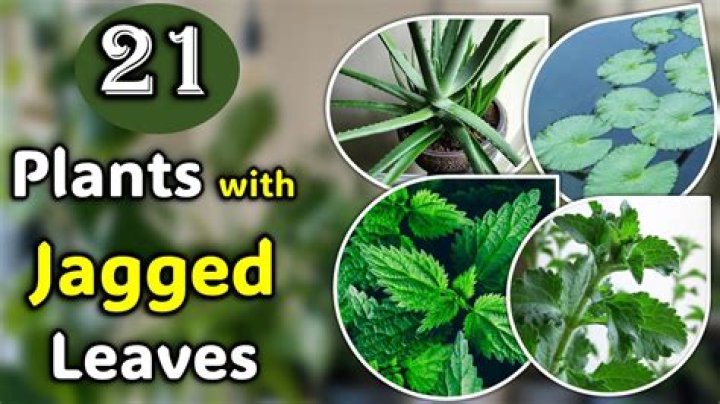 Unveiling The Secrets Of Jagged Edges: Discoveries And Insights