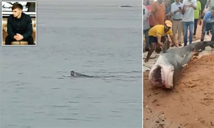 Vladimir Popov Body Parts of Russian Man Eaten Alive by Shark Found