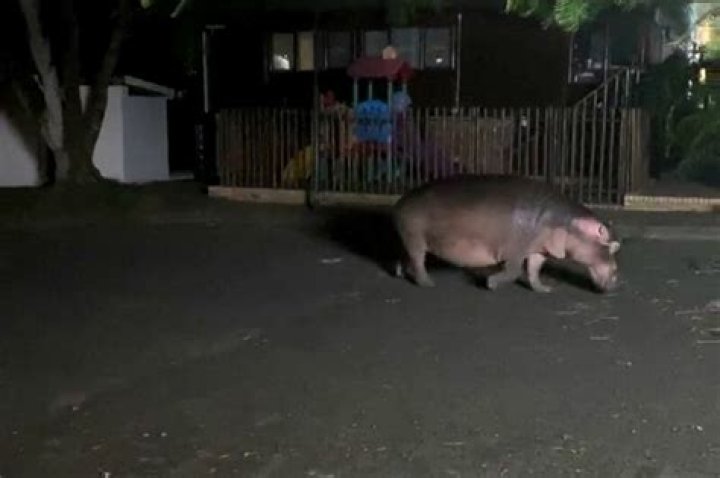 WATCH Hippos waddle in peace while St Lucia is in lockdown