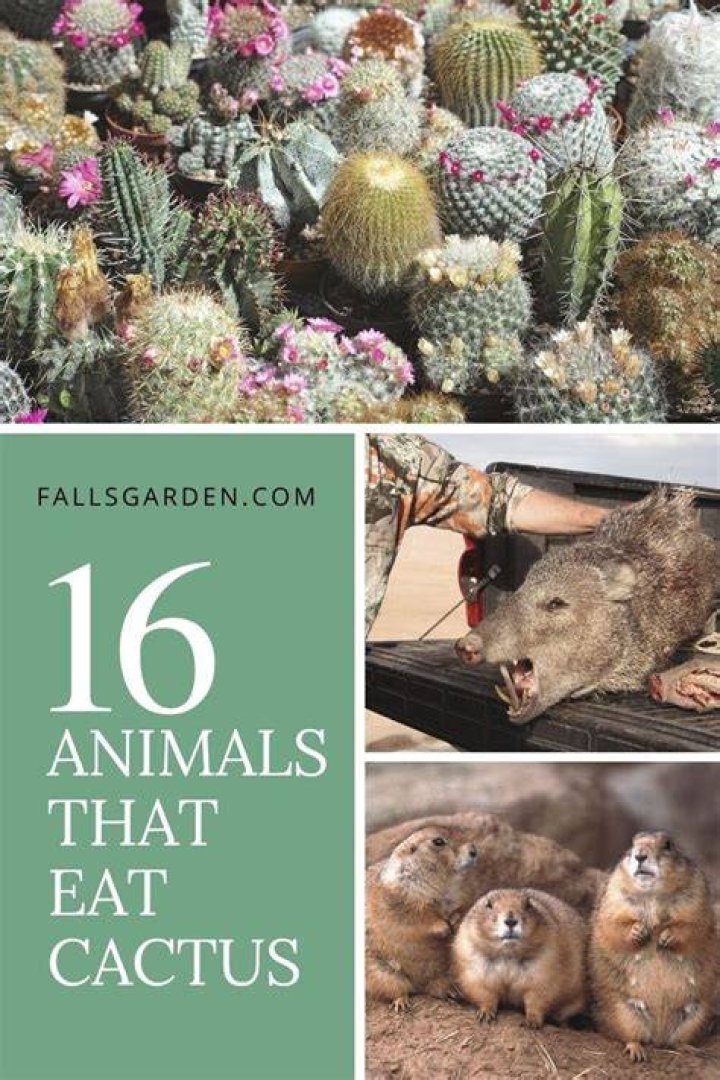 What Animals Eat Cactus 16 Animals That Love Cacti FallsGarden