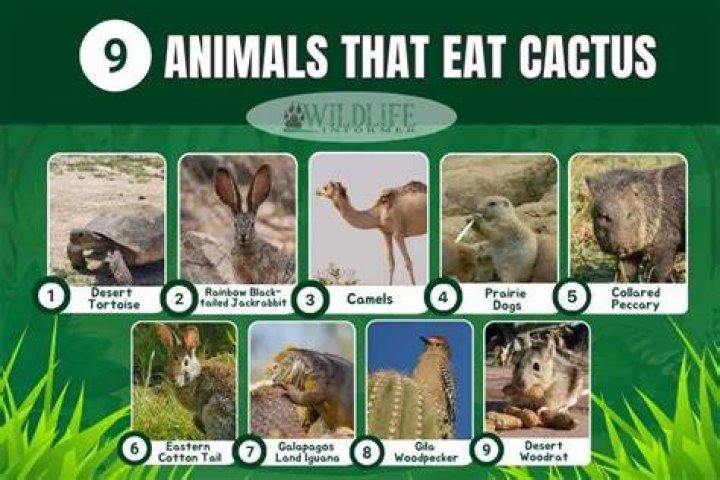 What Animals Eat Cactus? 9 Animals that Feed on Cacti Gardenine