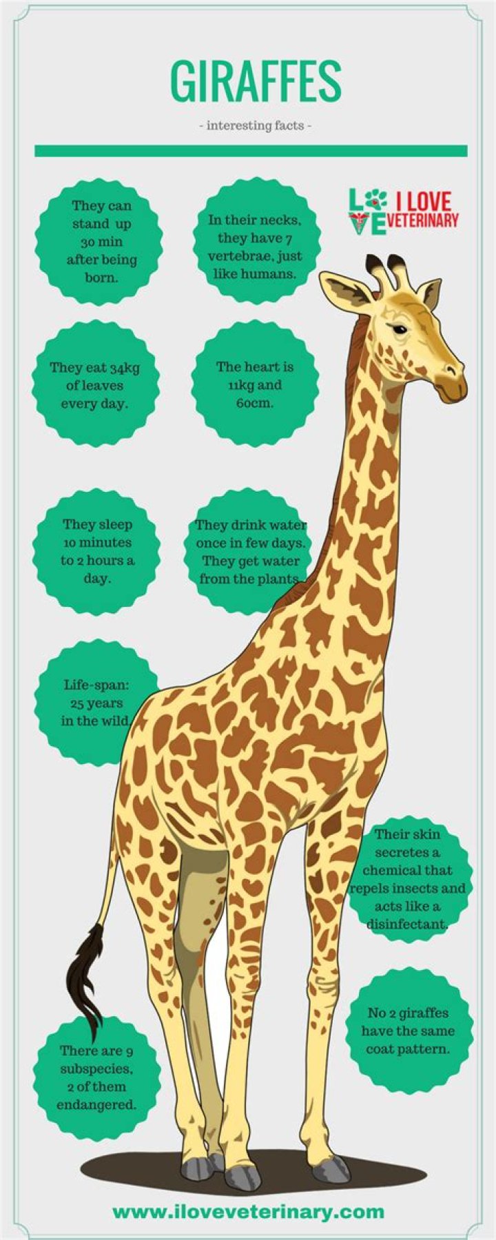 What are 3 interesting facts about giraffes? ·