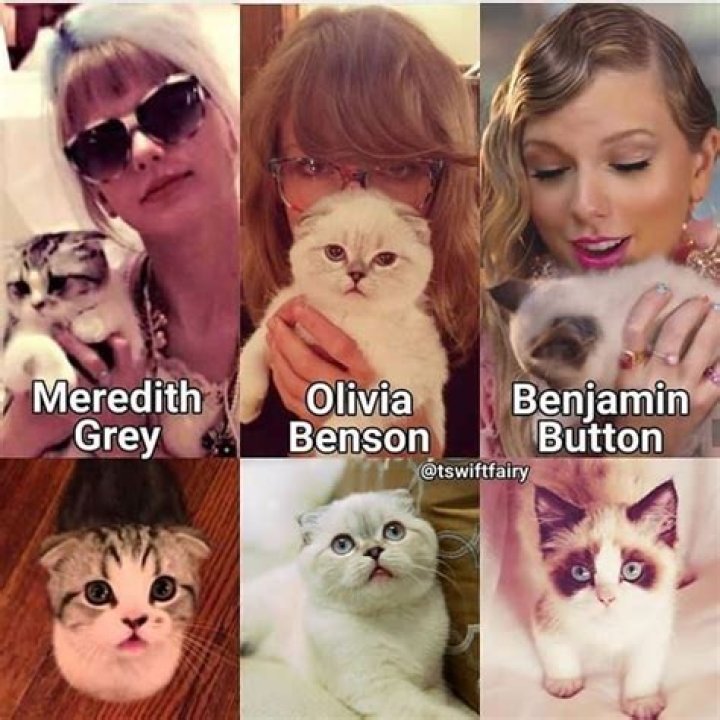 What Are Taylor Swifts Cats Names Ellery Apple's Blog