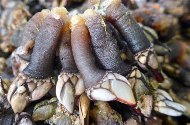 What Do Barnacles Eat? (6 Tips to Getting Rid of Them)