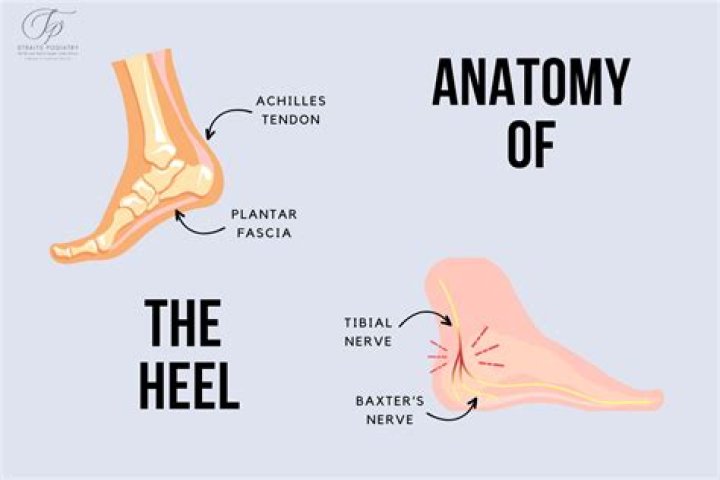 What Is A Heel in WWE? Wrestling Explained Atletifo