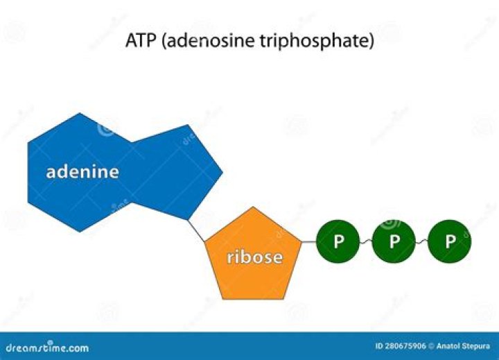 What Is ATP (Adenosine Triphosphate) and What Does It Do?