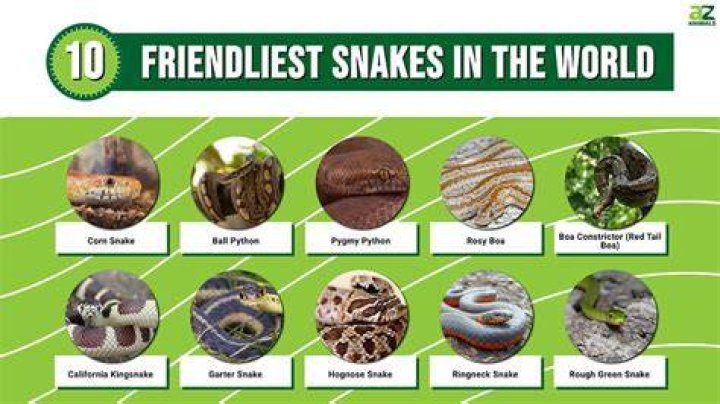 What is the friendliest type of bee?