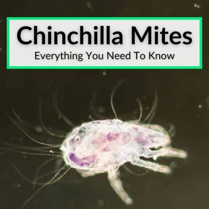 What&rsquo;s Eating You? Cheyletiella Mites MDedge Dermatology