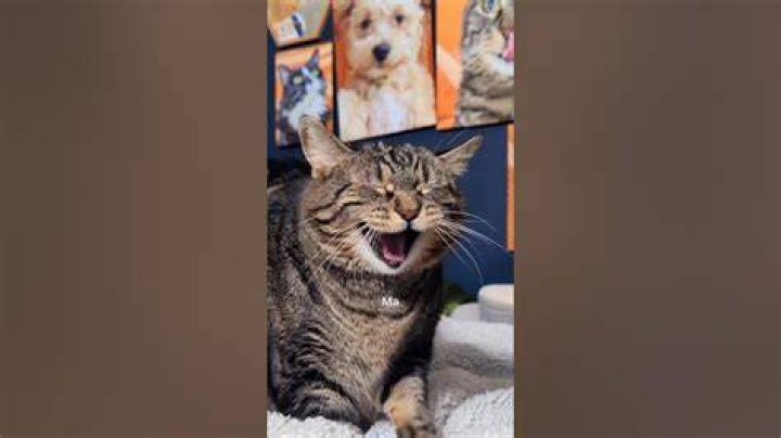 What&rsquo;s that noise.! pennythecat talkingcat Aymie Herman Aymie