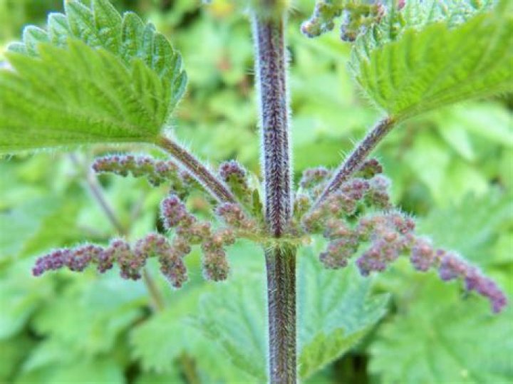 When NOT to Eat Stinging Nettles Wild Walks Southwest